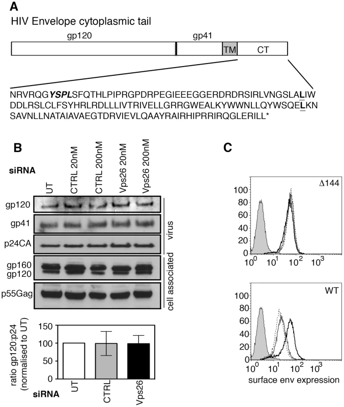 The cytoplasmic tail of HIV-1 Env mediates sensitivity to retromer-depletion.