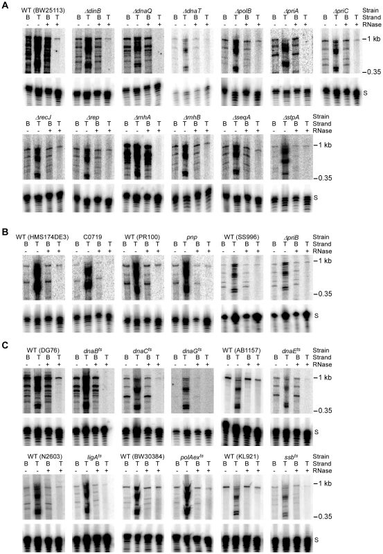 Assays of top- and bottom-strand DNA synthesis with extracts from <i>E. coli</i> mutants.