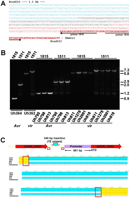 Analysis of DNA sequences surrounding <i>UhAvr1</i> in virulent and avirulent isolates.