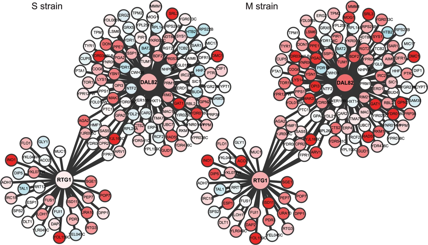 Comparison of the regulatory sub-networks of the transcription factors: Rtg1 and Dal82 in the M and S strains.