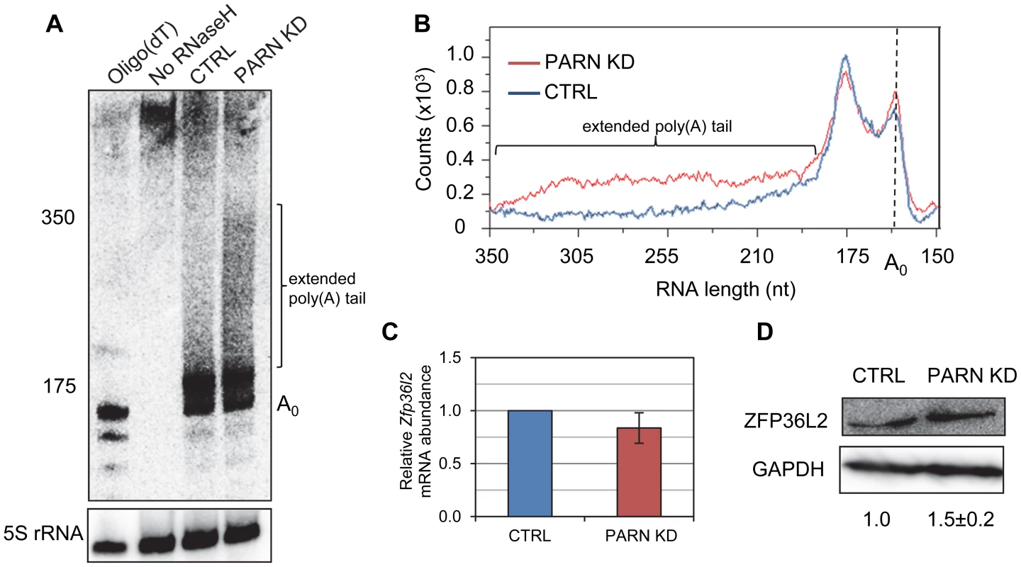 PARN modulates <i>Zfp36l2</i> poly(A) tail length to reduce expression of ZFP36L2 protein.
