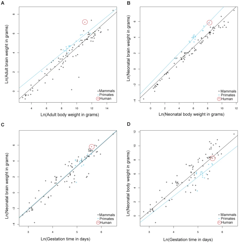 Allometric analysis of brain size, body size, and gestational length by linear regression.