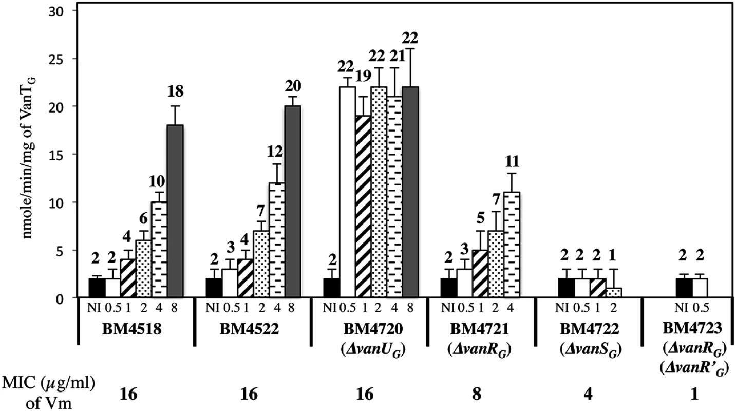 VanT<sub>G</sub> racemase specific activity in membrane extracts from clinical isolate BM4518, transconjugant BM4522, and its deletant derivatives.