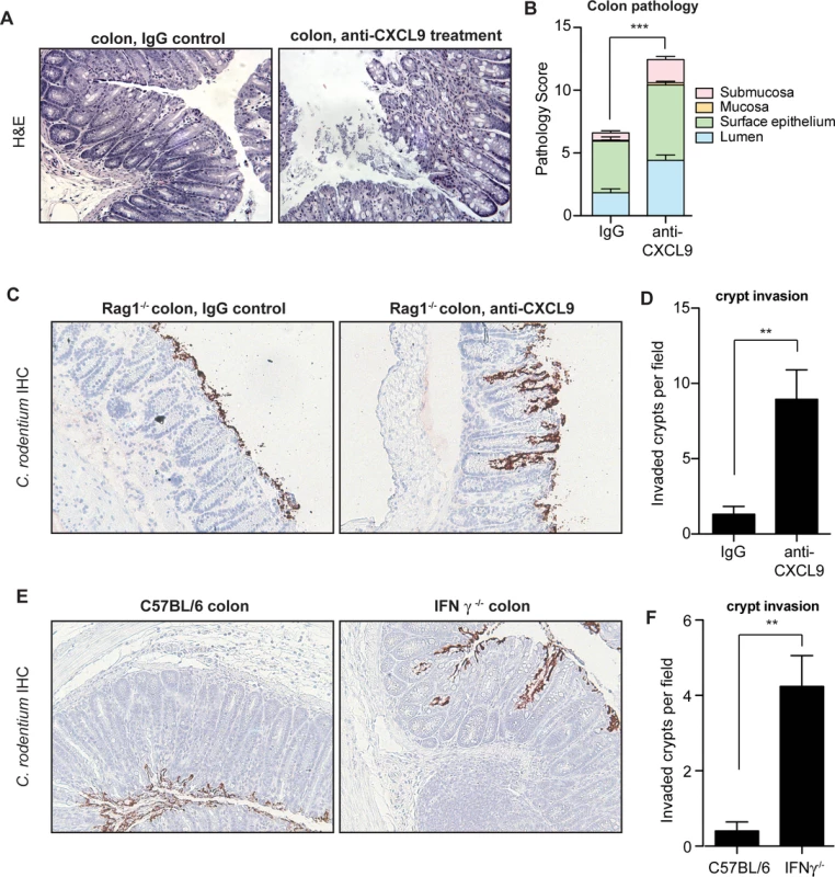 Mice depleted of CXCL9 have greater <i>C</i>. rodentium-induced pathology.