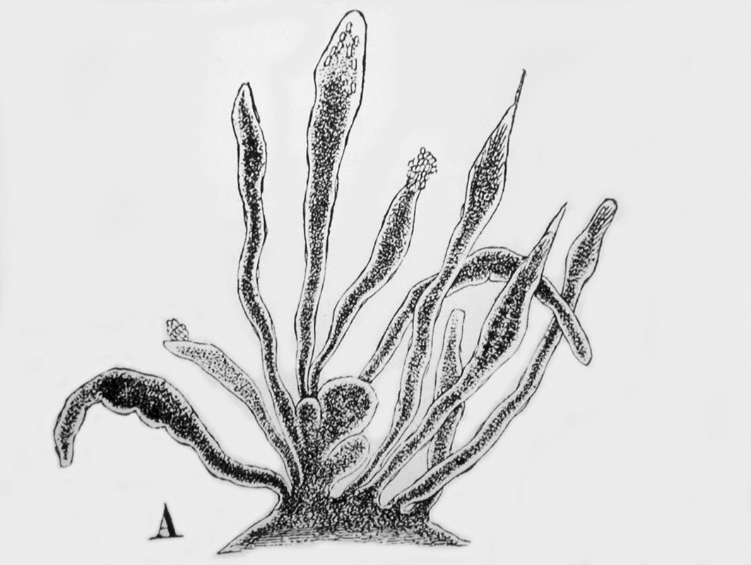 Kresba papilárního výrůstku na aortální chlopni podle mikroskopického obrazu (zvětš. 68x) z originální Lamblovy práce.