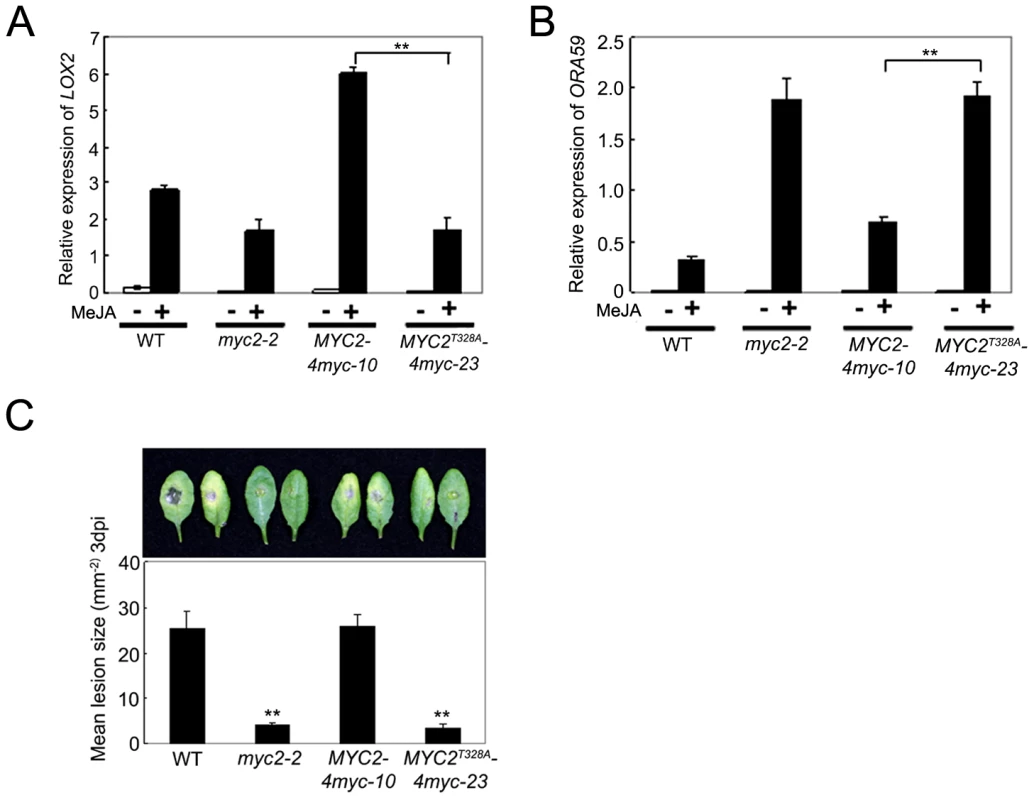 Phosphorylation of MYC2 at Thr328 Affect Its Transcription Activity.