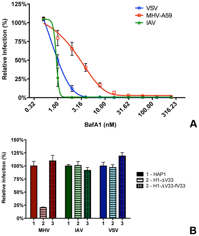 MHV infection depends on endosomal maturation.