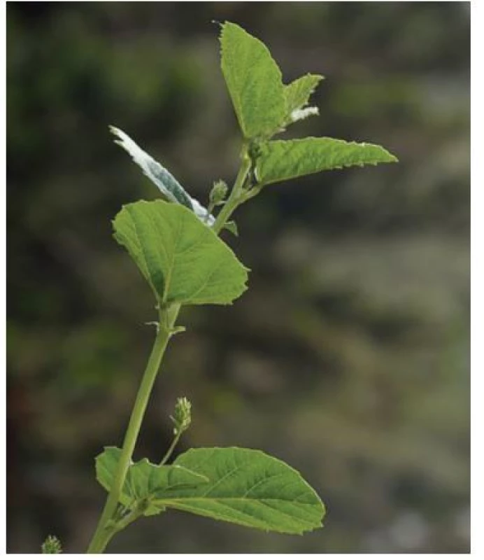 Fabaceae (Psoralea coryliforia)