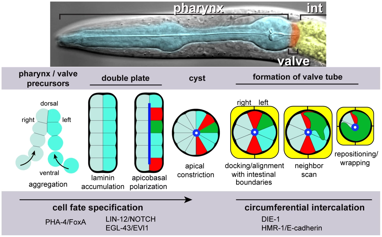 Pharynx/valve morphogenesis.