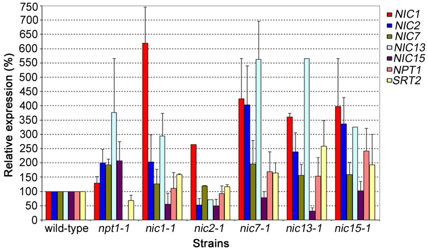 Gene expression in wild-type, <i>npt1-1</i>, and <i>nic</i> mutant cells.