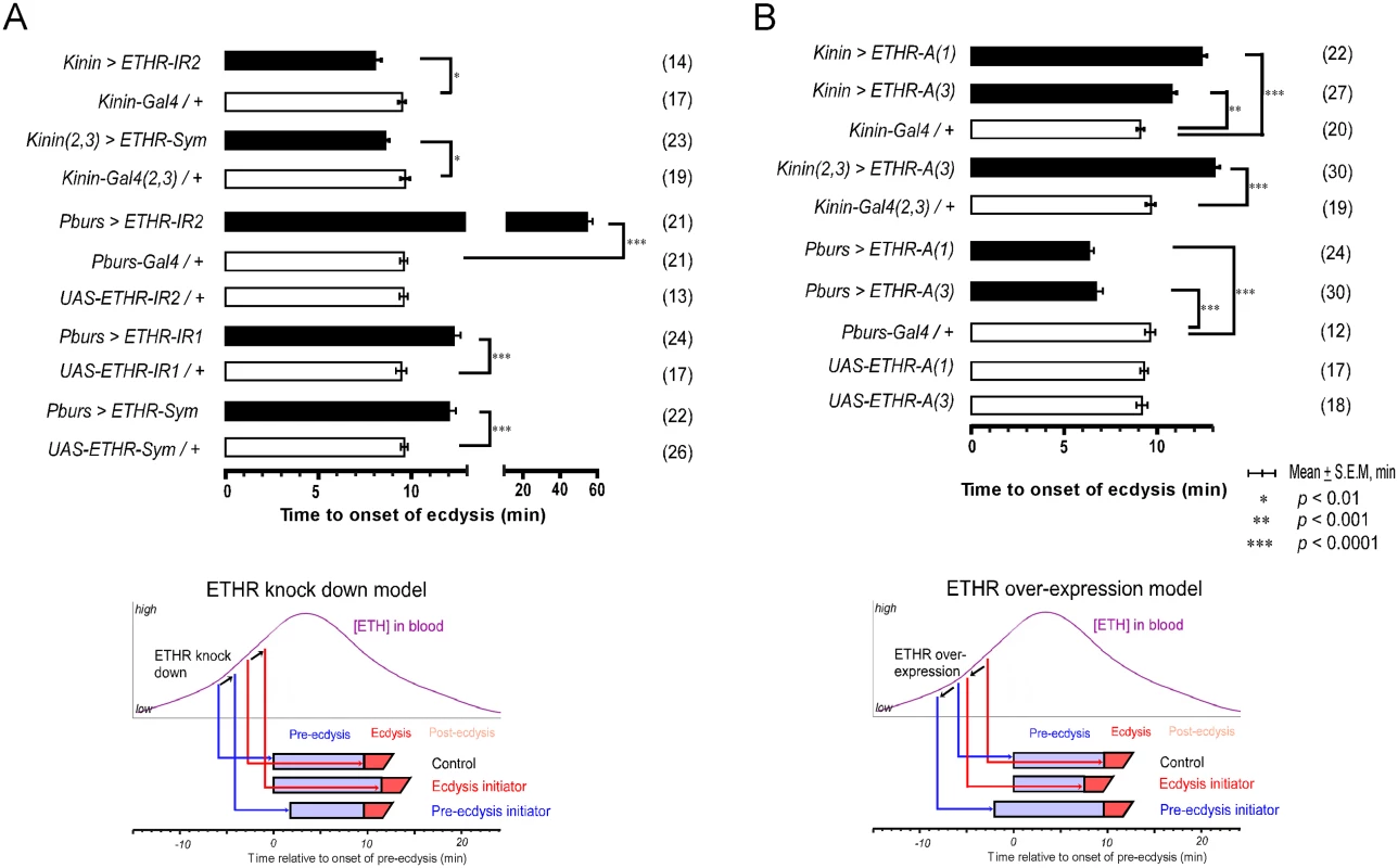 Altered ETHR expression in central ensembles modifies scheduling of the ecdysis FAP.