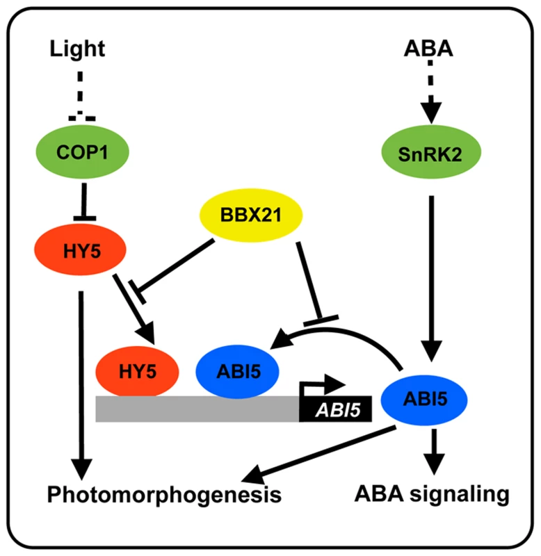 A working model depicting how BBX21 works in concert with HY5 and ABI5 on the <i>ABI5</i> promoter to integrate light and ABA signaling.