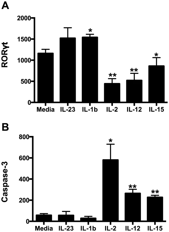 Intracellular RORγt and caspase-3 levels in cytokine cultured NKp44+ ILCs.