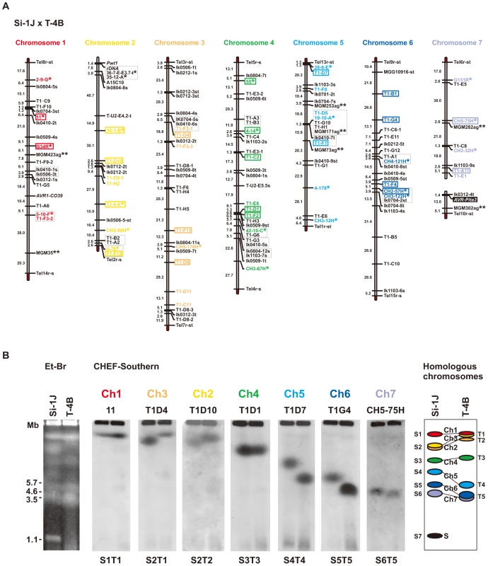 Identification of chromosome specific markers spanning the <i>P. oryzae</i> chromosomes.