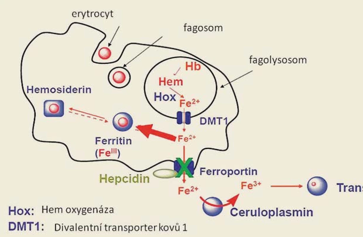 Metabolizmus železa v makrofázích a jeho uvolňování do cirkulace. Železo uvolněné z hemu ze zanikajícího erytrocytu ve fagolysosomu makrofágu je účinkem hemooxygenázy z lysozomu transportováno do cytoplasmy vazbou na protein DVMT1, v cytoplasmě buňky může být ukládáno v zásobní formě feritinu, nebo transportováno zpět do cirkulace, přičemž jeho přechod přes membránu makrofágu je zprostředkován ferroportinem. Hepcidin indukuje degradaci ferroportinu a vede tak k retenci železa v buňce.
Fig. 3. Iron metabolism in macrophages and its release into the circulation. After phagocytosis of senescent erythrocytes, iron is released from the haeme in phagolysosomes by enzyme heme oxygenase (Hox), DVMT1(DMT) transports divalent iron into the cytoplasm. Subsequently, iron is either stored in ferritin, or it may be transported extracellularly; this process is mediated by ferroportin 1. The activity of ferroportin is regulated by hepcidin, which reduces the activity of ferroportin through the induction of its degradation. 