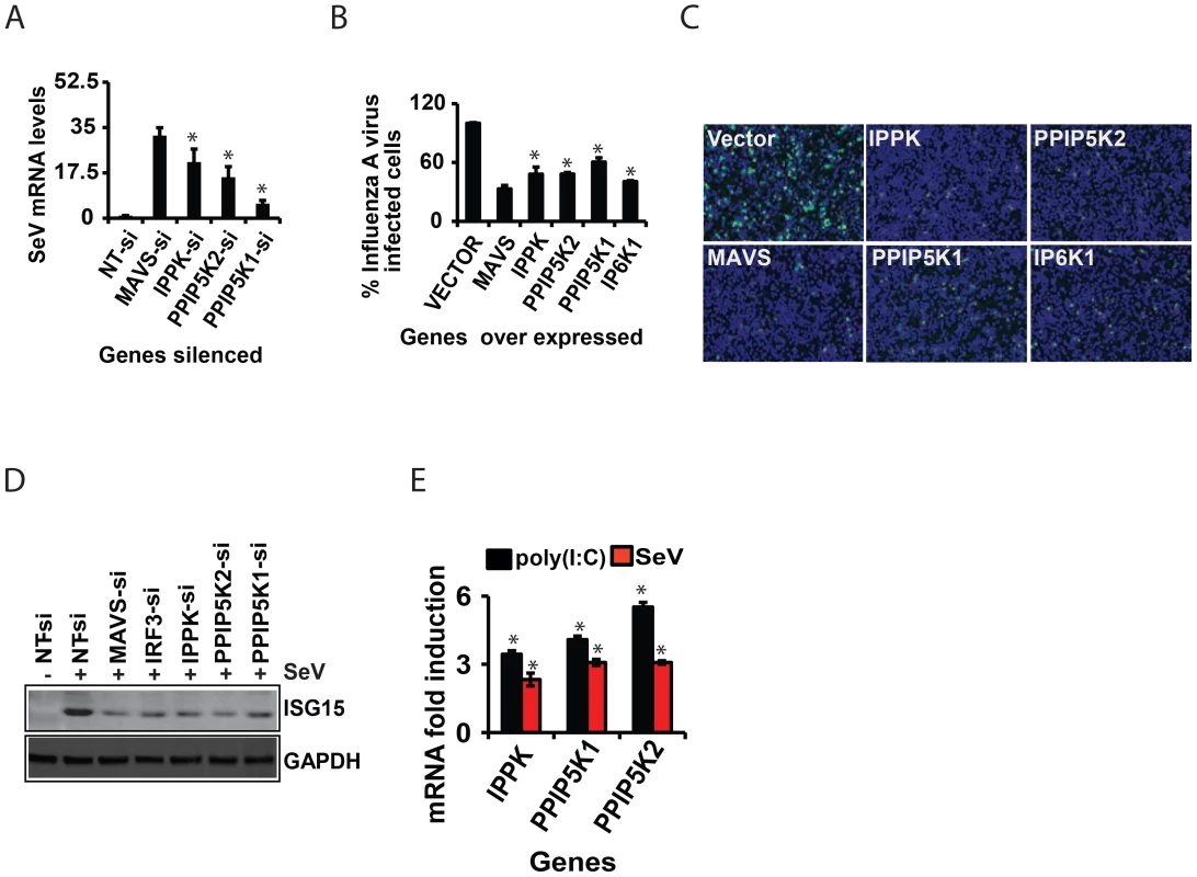 Inositol pyrophosphates synthesis pathway is required for cellular antiviral immunity.