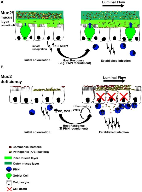Proposed model of the role of Muc2 in the disassociation of A/E pathogen and commensal bacteria from the large intestinal mucosa.