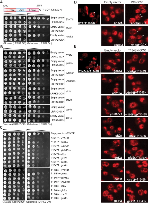 A genome-wide genetic screen identifies modifiers of LRRK2 toxicity in yeast.
