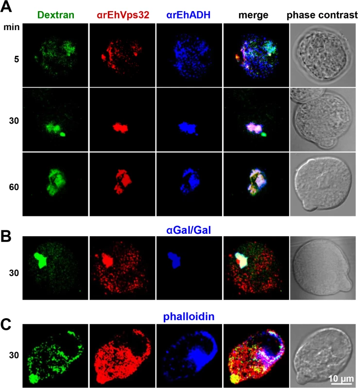 Co-localization of EhVps32 with EhADH and Gal/GalNac lectin during pinocytosis.