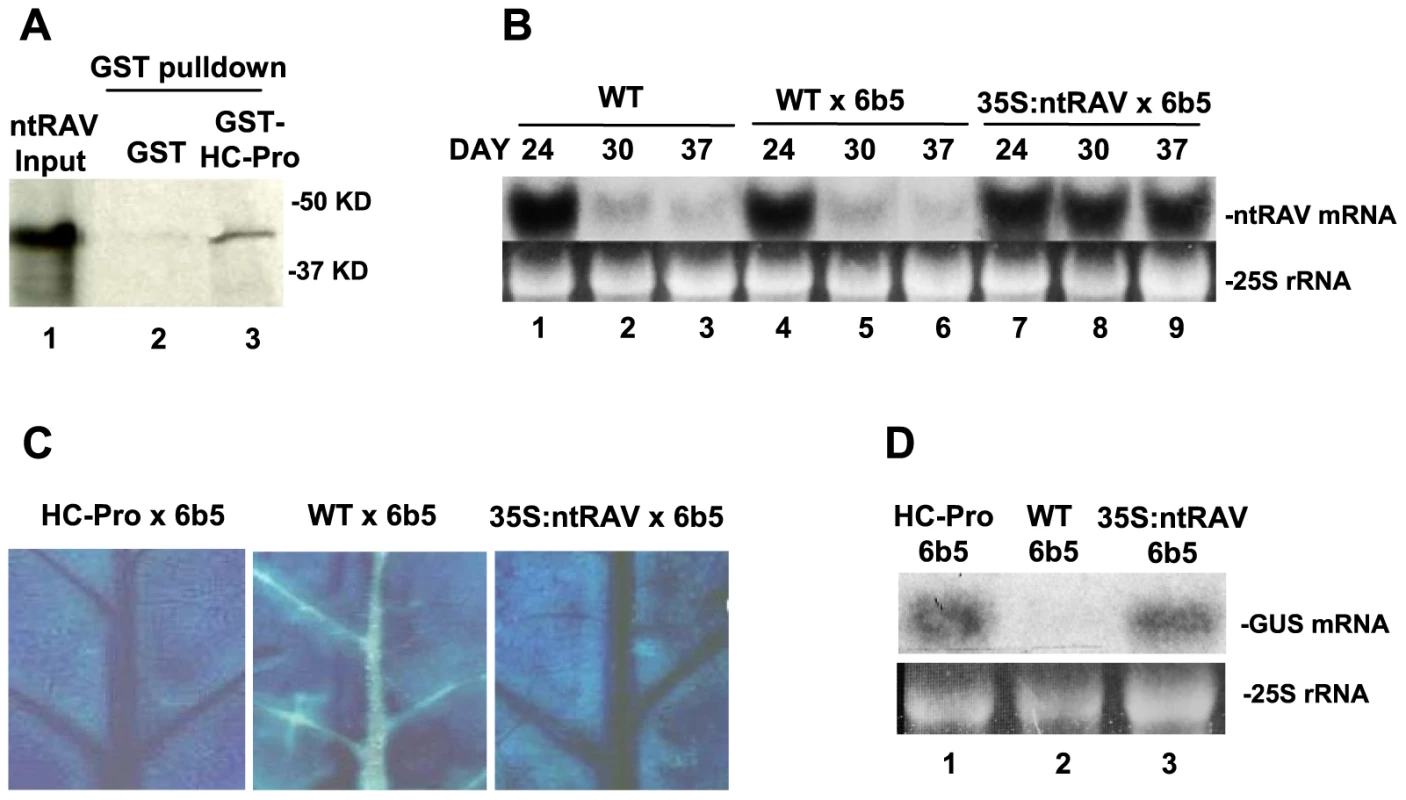 ntRAV Interacts with HC-Pro and Delays the Onset of Sense Transgene Silencing when Over-expressed in Tobacco.