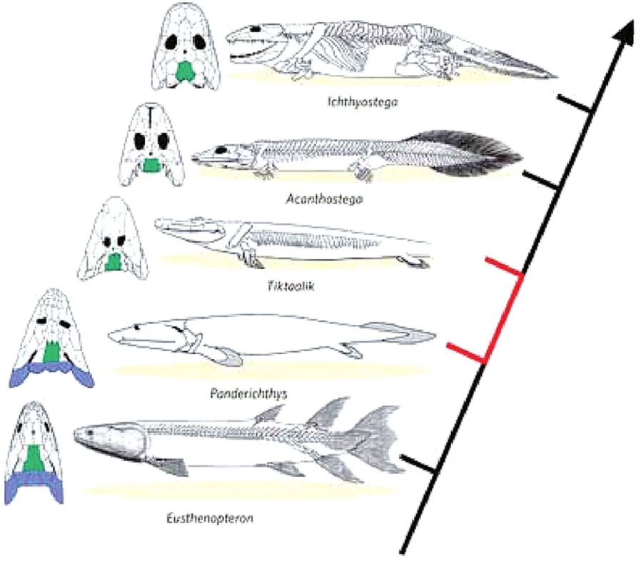 Vývojová řada směřující od ryb k čtvernožcům
(Ahlberg a Clack, 2006; Daeschler, 2006; Schubin, 2006)