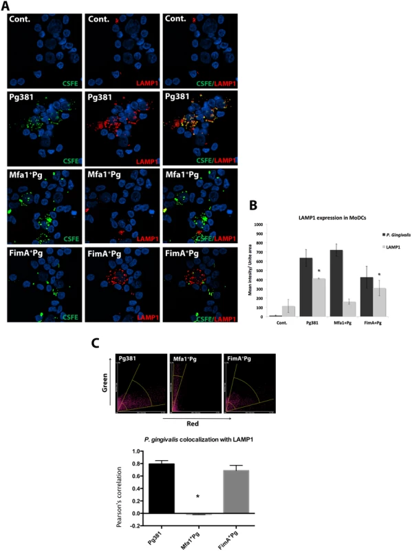 LAMP1 decreased within MoDCs infected with <i>P. gingivalis</i> expressing Mfa1.