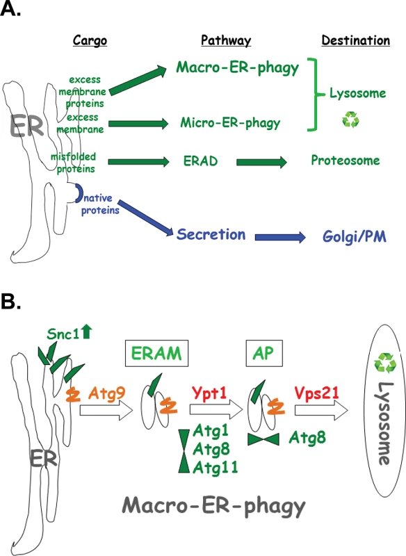 The macro-ER-phagy pathway and ERQC.