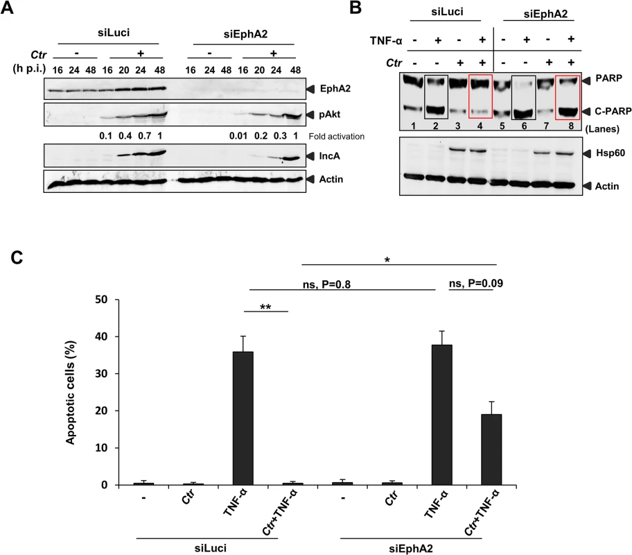 <i>Ctr</i>-infected cells were sensitized to TNF-α induced apoptosis upon EphA2 knockdown.