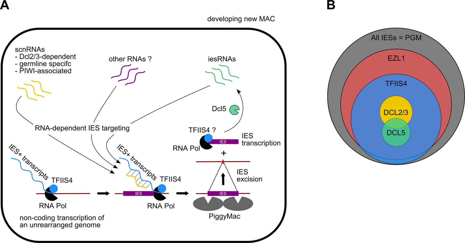 Proposed role of TFIIS4 in RNA-dependent DNA elimination.