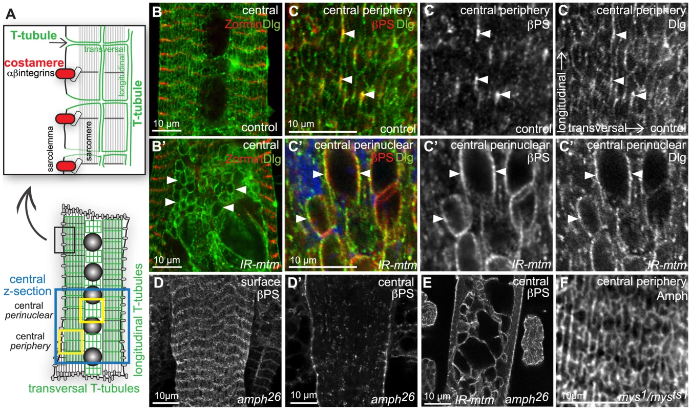 Integrin adhesions are independent of T-tubules, but share an <i>mtm</i> function for maintained organization.