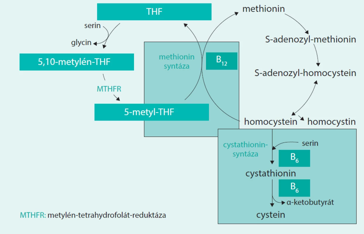 Metabolizmus homocysteinu