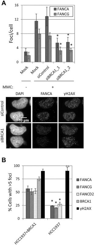BRCA1 is required for FA core complex foci formation.
