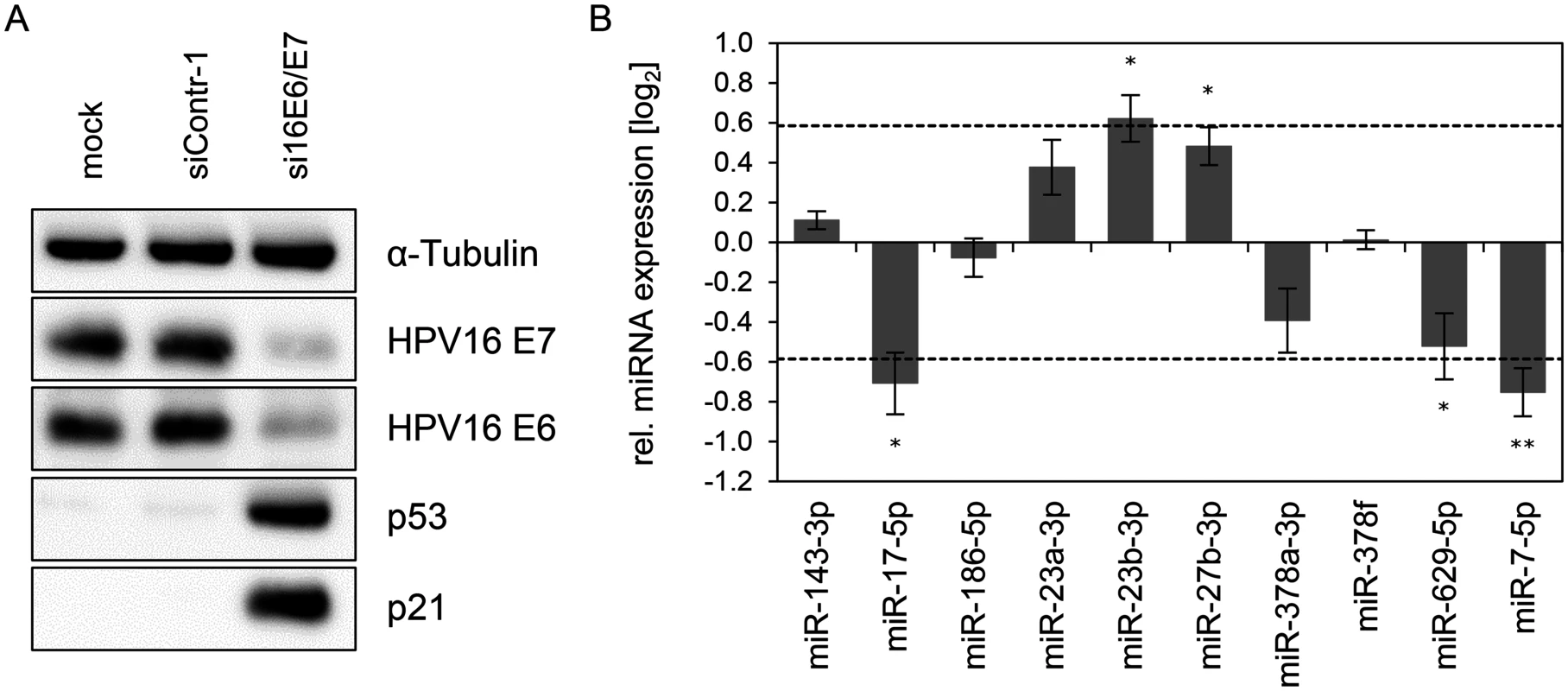Inhibition of endogenous HPV16 <i>E6/E7</i> expression: Effects on selected intracellular miRNAs.