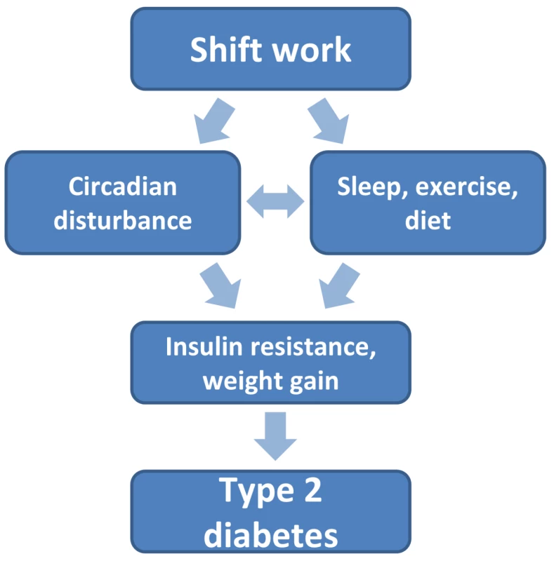 Links between shift work and type 2 diabetes.
