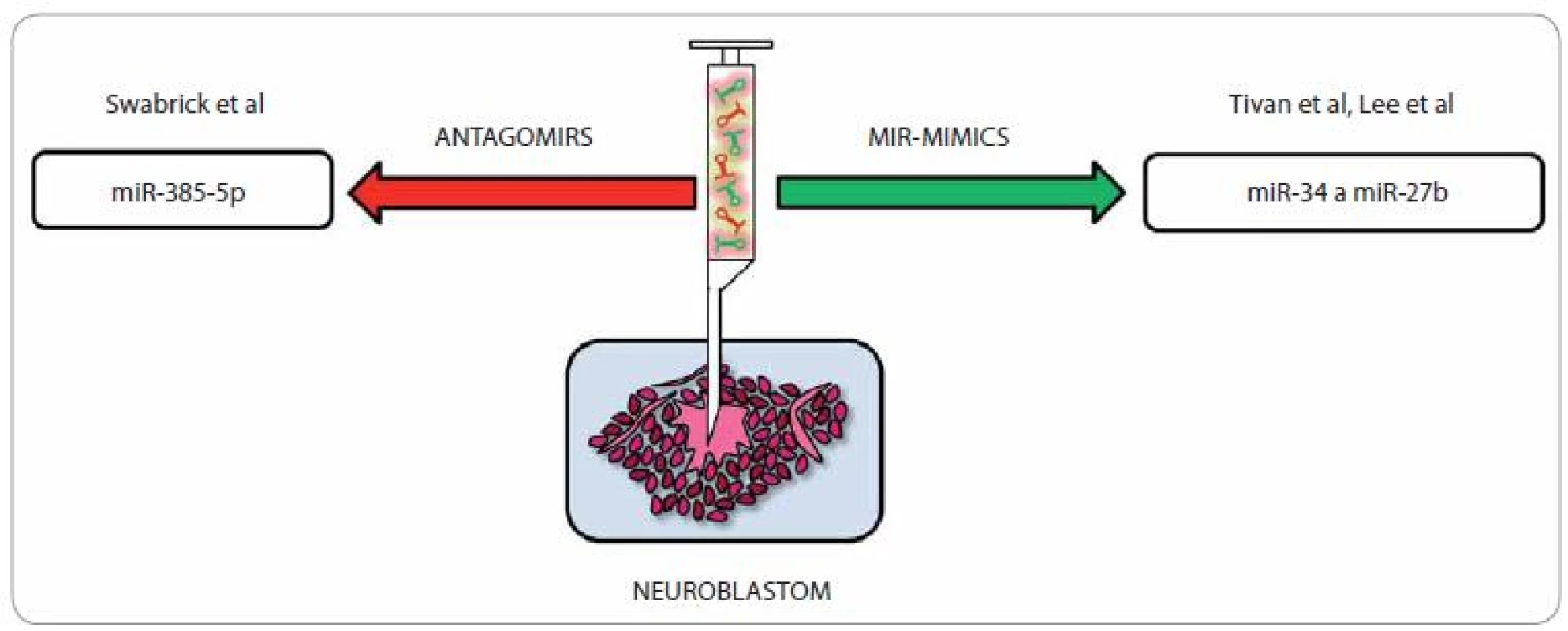 Terapeutické možnosti u neuroblastomu pomocí miRNA.