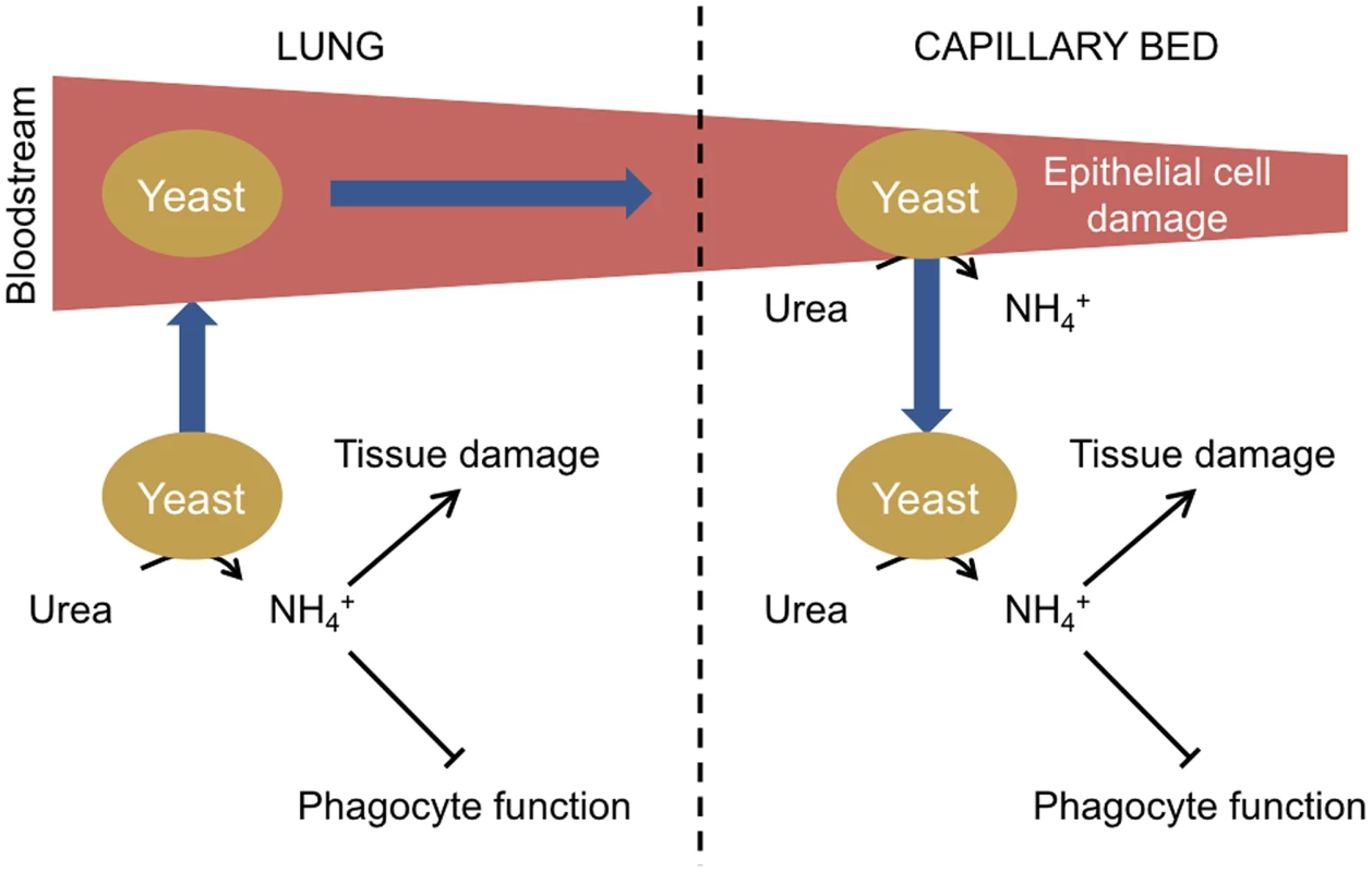 Model of urease function during fungal infection via the lungs.