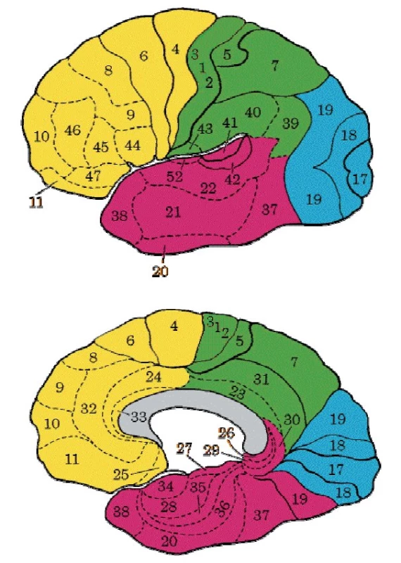 Brodmanova mapa cytoarchitektonických polí kůry lidského mozku, zevní plocha levé mozkové hemisféry, vnitřní plocha pravé mozkové hemisféry. Mapa je užitečná fikce, jednotlivá pole jsou u různých lidí plošně i objemově odlišná, jejich hranice jsou s výjimkou primárních senzorických polí méně ostré.