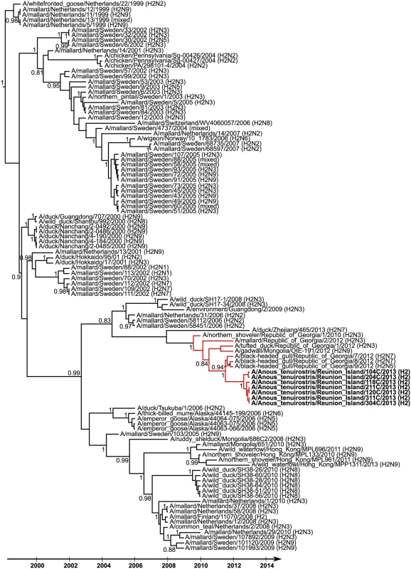Maximum clade credibility tree derived from 106 influenza A virus H2 hemagglutinin nucleotide sequences (908 bp).