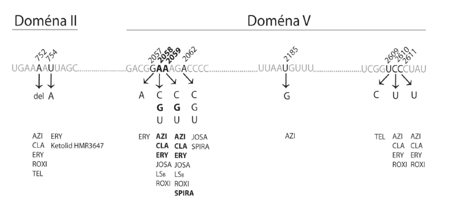 Mutace vlásenky 35 domény II (mezi koordinátami 737-760) a centrální smyčky domény V (mezi koordinátami 2000-2624) molekuly 23S rRNA vedoucí k rezistenci k různým makrolidovým antibiotikům Zobrazené mutace byly popsány u rodů &lt;em&gt;Brachyspira, Campylobacter, Escherichia, Chlamydia, Lactobacillus, Mycobacterium, Mycoplasma, Neisseria, Propionibacterium, Pseudomonas,  Staphylococcus, Streptococcus, Streptomyces, Treponema a Turicella&lt;/em&gt;.
Zvýrazněné údaje se týkají TPA. Koordináty jsou uvedeny podle pozice ve 23S rRNA &lt;em&gt;E. coli&lt;/em&gt;. 
AZI – azitromycin; CLA – klaritromycin; ERY – erytromycin; JOSA – josamycin; LSB – linkosamidy a streptogramin B; ROXI – roxitromycin; SPIRA – spiramycin; TEL – telitromycin&lt;br&gt; 
Fig. 2. Mutations in hairpin 35 of domain II (coordinates 737-760) and the central loop of domain V (coordinates 2000-2624) of the 23S rRNA molecule conferring resistance to different macrolides Such mutations have been reported in the genera &lt;em&gt;Brachyspira, Campylobacter, Escherichia, Chlamydia, Lactobacillus, Mycobacterium, Mycoplasma, Neisseria, Propionibacterium, Pseudomonas, Staphylococcus, Streptococcus, Streptomyces, Treponema a Turicella&lt;/em&gt;. 
The data highlighted are related to Treponema pallidum subsp. pallidum (TPA). Coordinates are given in accordance with the positions in 23S rRNA of &lt;em&gt;E. coli&lt;/em&gt;.
AZI – azithromycin; CLA – clarithromycin; ERY – erythromycin; JOSA – josamycin; LSB – lincosamides and streptogramin B; ROXI – roxithromycin; SPIRA – spiramycin; TEL – telithromycin