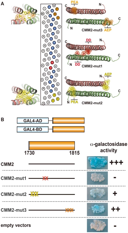 Intermolecular interaction of CMM2 domains <i>in vivo.</i>
