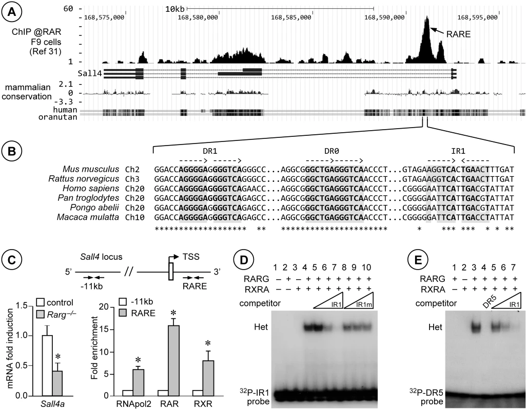 RARG/RXRA heterodimers bind to <i>Sall4</i> in testis chromatin, on an IR1 motif located in the first intron.