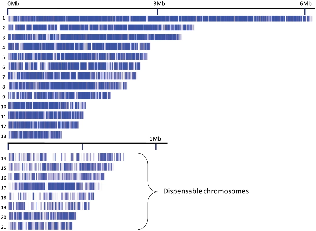 Nuclear chromosomes 1-21 of <i>Mycosphaerella graminicola</i>.