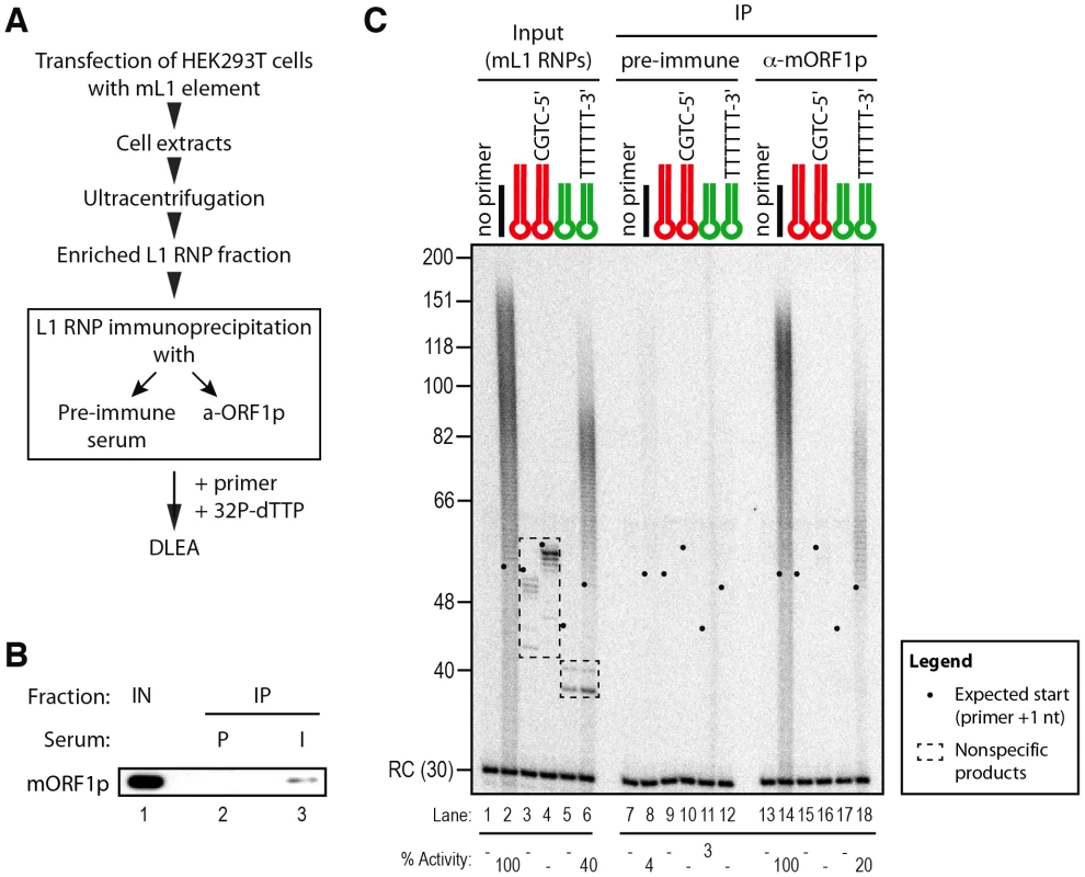 Priming of reverse transcription by immunopurified mL1 RNP.