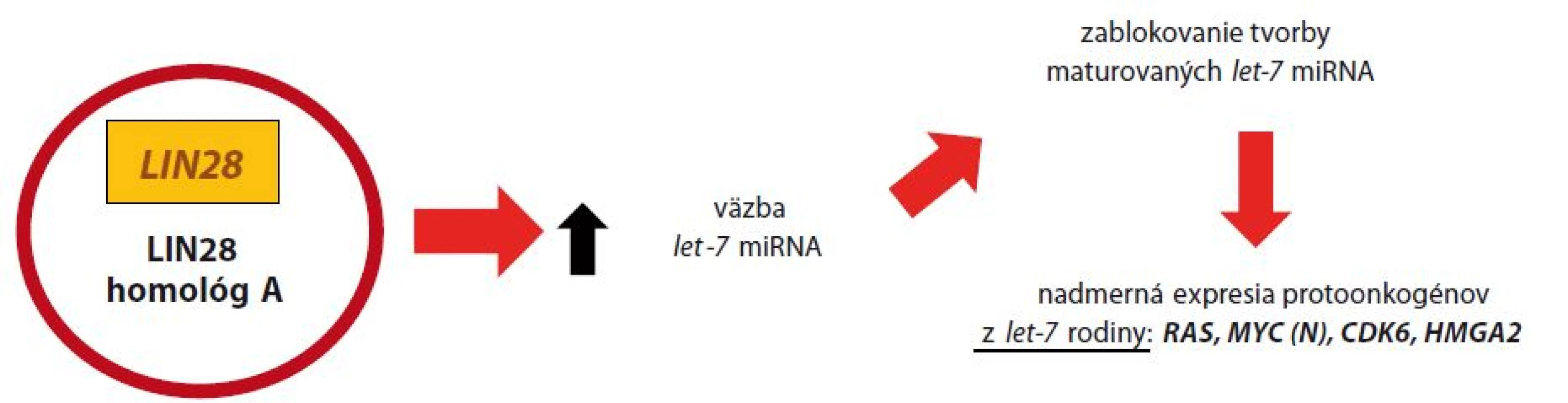 Malígna transformácia pri ETMR nadexpresiou <i>LIN28</i>.