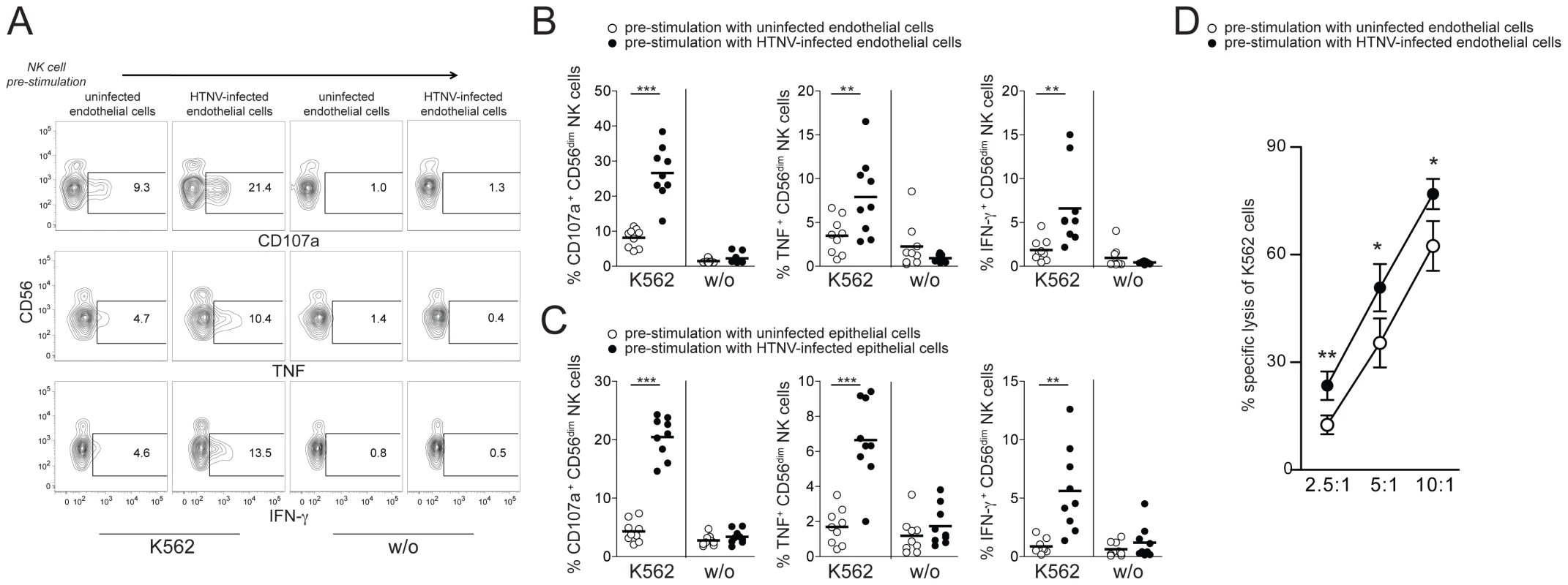 CD56<sup>dim</sup> NK cells acquire increased functional capacity after contact with hantavirus-infected cells.