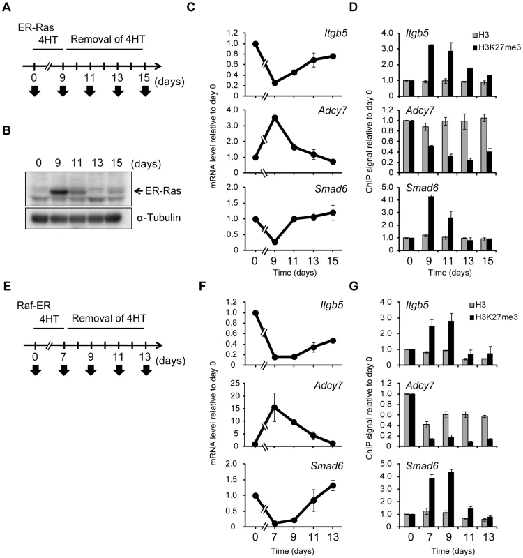 Ras-induced H3K27me3 accumulation and transcriptional changes are reversed by inactivation of Ras signaling.