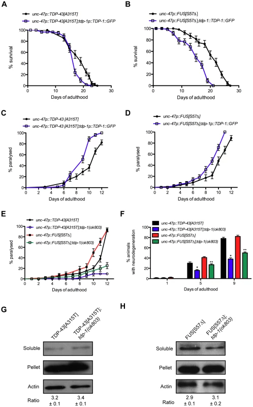 TDP-1 regulates mutant TDP-43 and FUS proteotoxicity in <i>C. elegans</i>.