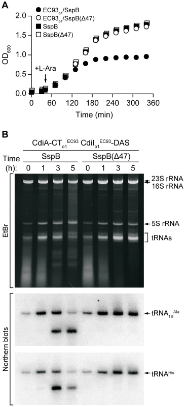 CdiA-CT<sub>o1</sub><sup>EC93</sup> inhibits the growth of <i>E. coli</i> cells.