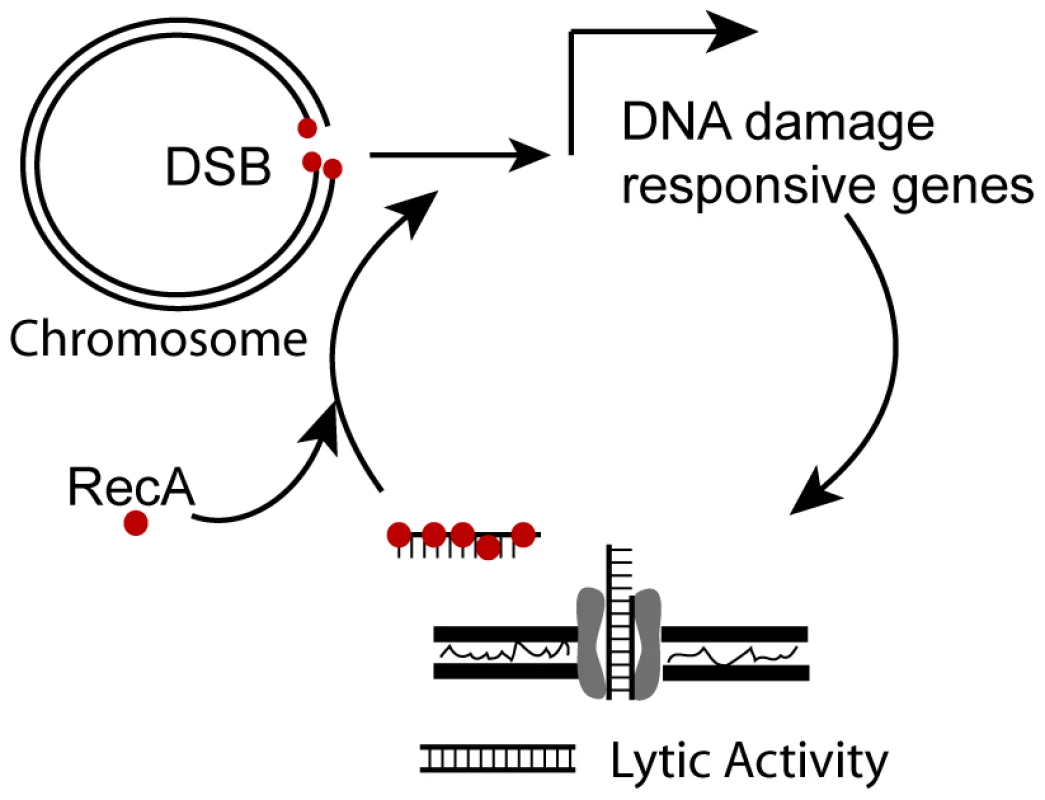Model for positive feedback of DNA on DNA damage responsive genes.