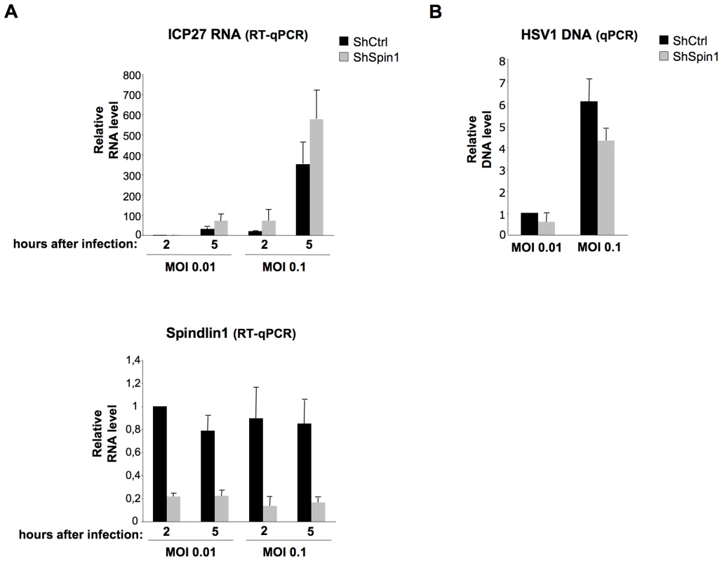 Spindlin1 represses the transcription of HSV-1 during infection.